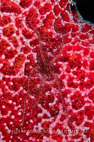 Brittlestar On Sponge, Cayman Islands
