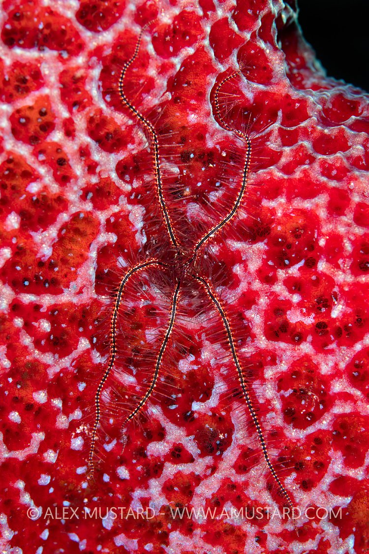 Brittlestar On Sponge, Cayman Islands