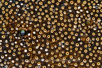 Spinyhead Blenny In Zooanthids, Cayman Islands