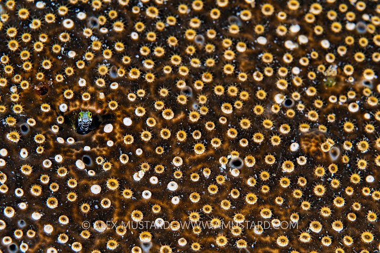 Spinyhead Blenny In Zooanthids, Cayman Islands