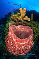Sponges On The Wall, Cayman Islands