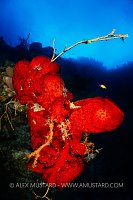 Red Sponge On Wall, Cayman Islands
