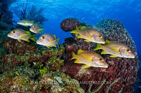 Schoolmaster School, Cayman Islands