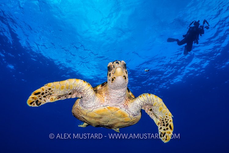 Turtle With Diver, Cayman Islands