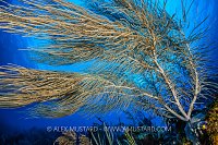 Sea Plume Gorgonian, Cayman Islands