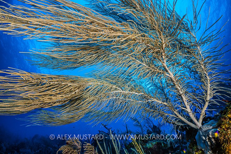 Sea Plume Gorgonian, Cayman Islands