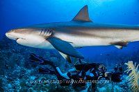 Reef Shark Pass, Cayman Islands