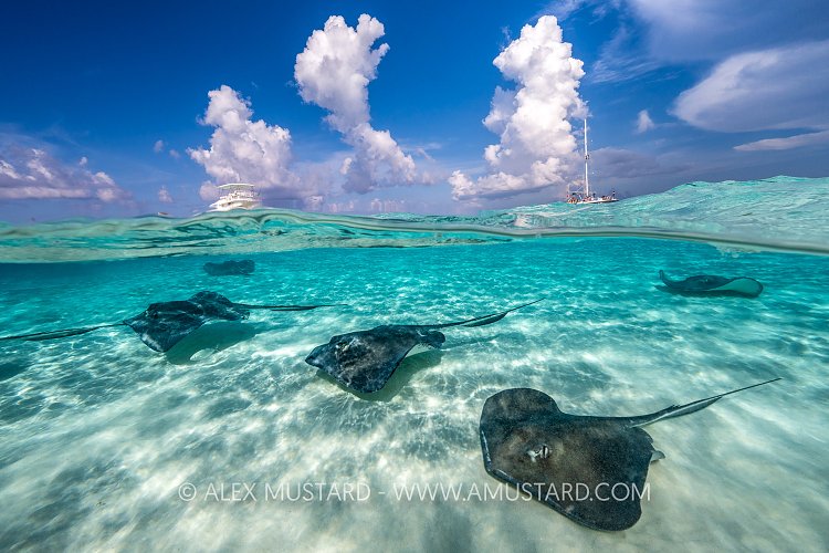 Stingray Split, Cayman Islands