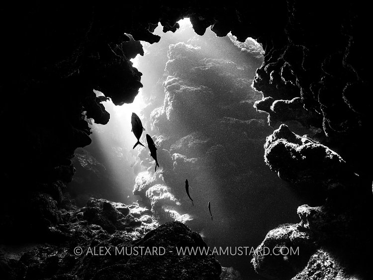 Fish In Cave, Cayman Islands