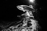 Tarpon In Canyons, Cayman Islands