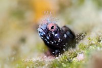 Roughhead Blenny Portrait, Cayman Islands