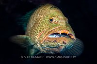 Mouthful, Cayman Islands