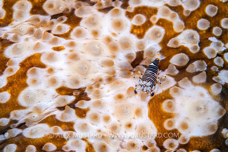 Bumblebee Shrimp On Sea Cucumber, Cayman Islands