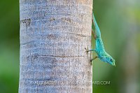 Male Anole, Cayman Islands