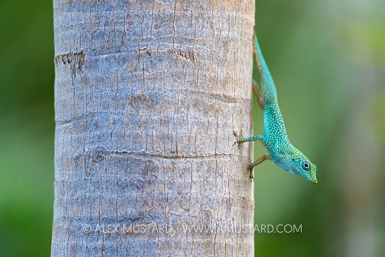 Male Anole, Cayman Islands