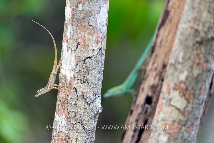 Anole On Tree, Cayman Islands