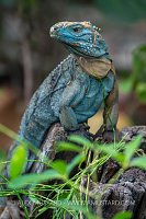 Blue Iguana Portriat, Cayman Islands
