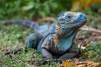 Blue Iguana Portriat, Cayman Islands