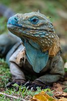 Blue Iguana Portriat, Cayman Islands