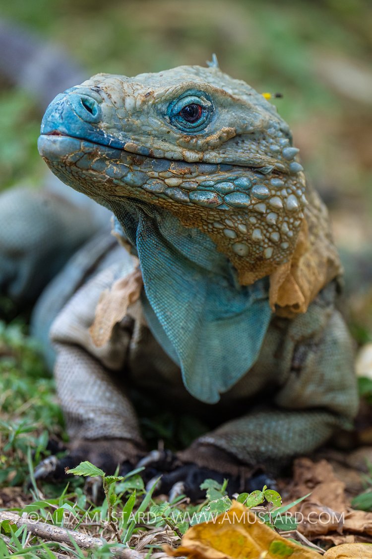 Blue Iguana Portriat, Cayman Islands