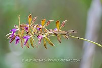 Lizard On Orchid, Cayman Islands