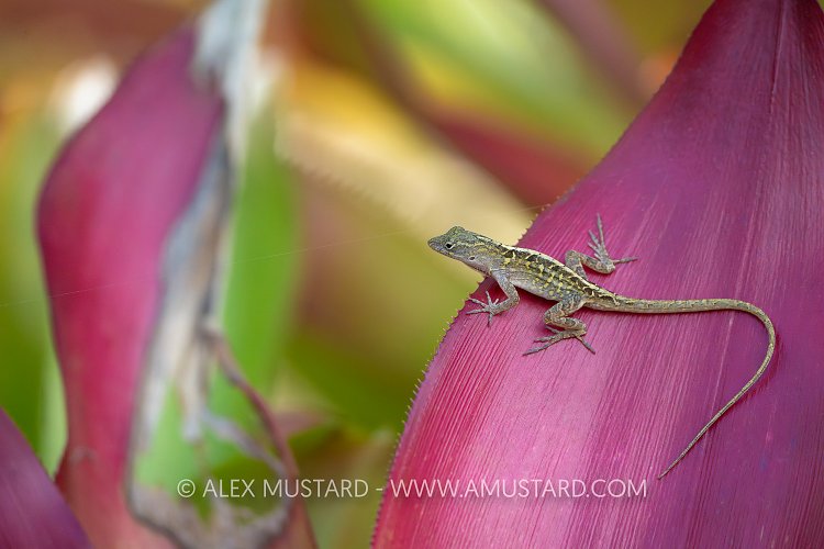 Lizard On Leaves, Cayman Islands