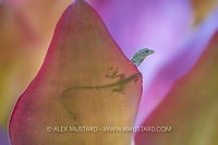 Lizard On Leaves, Cayman Islands