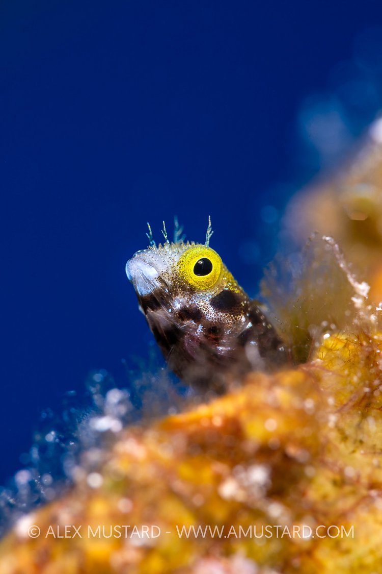 Spinyhead Portrait, Cayman Islands