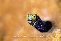 Spinyhead Portrait, Cayman Islands