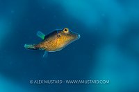 Sharpnose Puffer, Cayman Islands