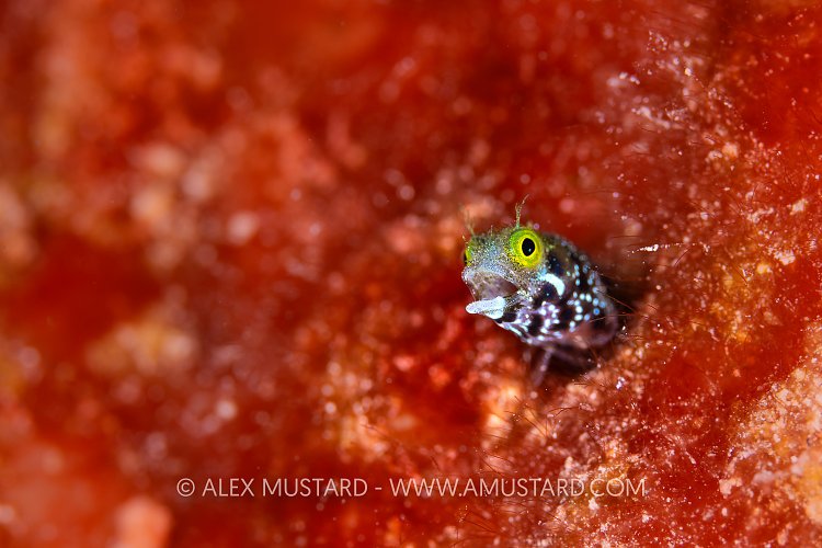 Yawning Blenny, Cayman Islands