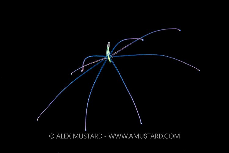 Anemone Larva, Cayman Islands