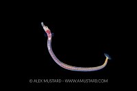 Pipefish Larval Stage, Cayman Islands