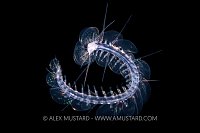 Scaleworm In Open Water, Cayman Islands