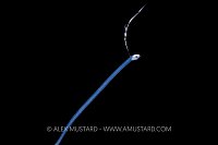 Larval Stage Pearlfish, Cayman Islands