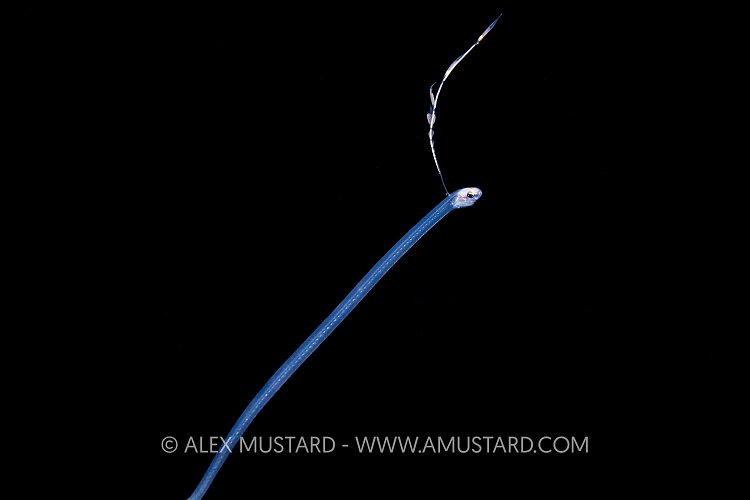 Larval Stage Pearlfish, Cayman Islands