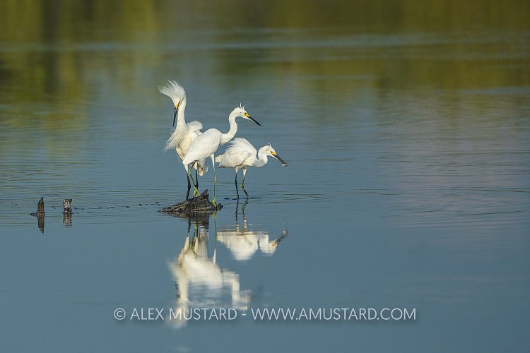 Snowy Egrets, Cayman Islands