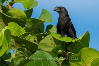 Ani In Tree, Cayman Islands