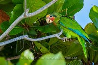 Cayman Parrot, Cayman Islands