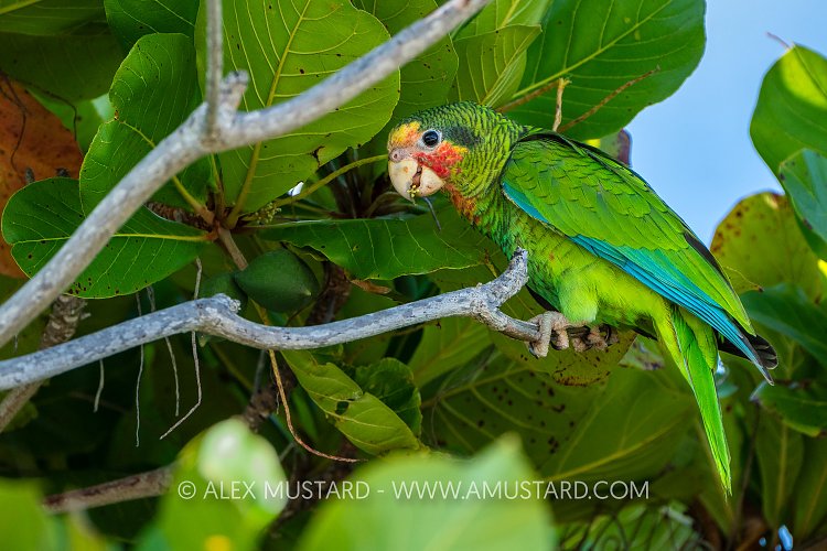 Cayman Parrot, Cayman Islands