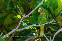 Cayman Parrot, Cayman Islands