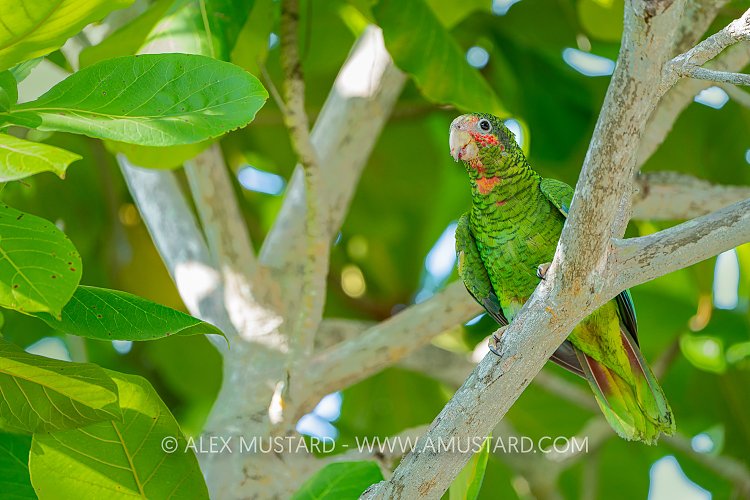 Cayman Parrot, Cayman Islands
