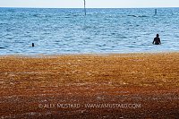 Sargassum Weed Slick On Shore, Cayman Islands