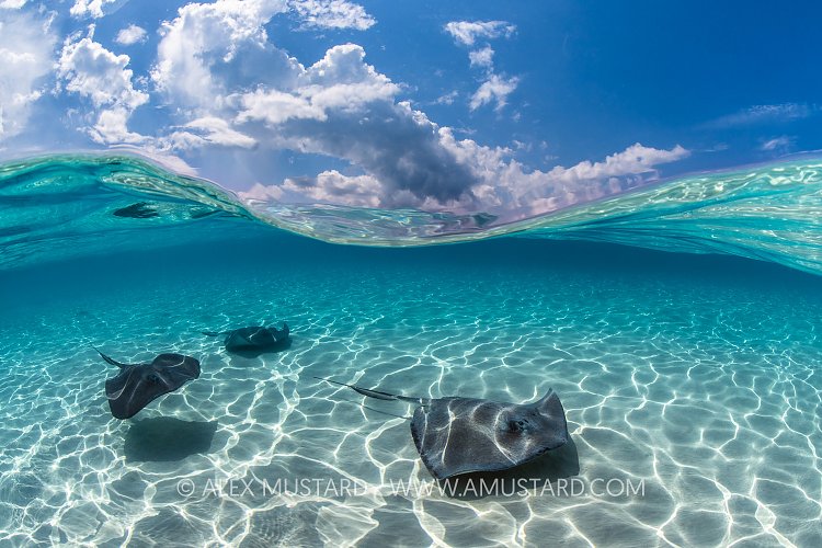 Southern Stingrays Split Level, Cayman Islands