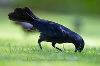 Grackle Feeding, Cayman Islands