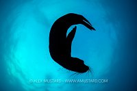 Sea Lion Silhouette, Galapagos