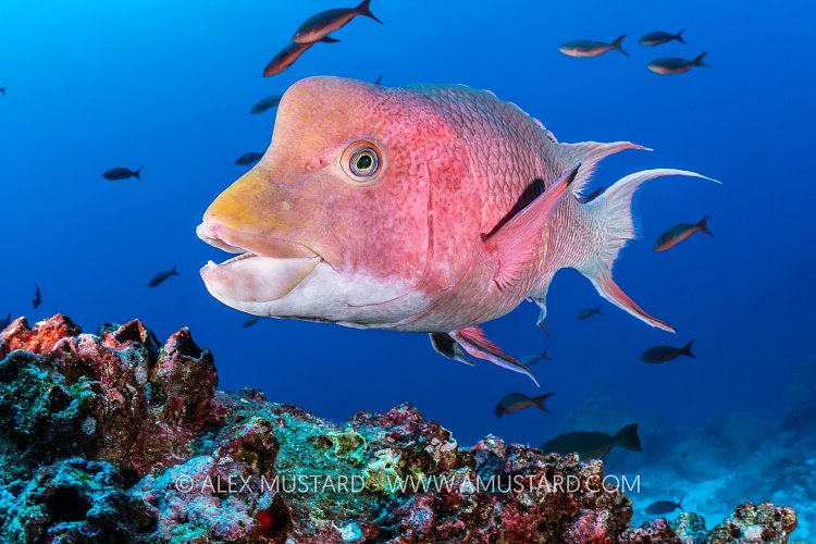 Mexican Hogfish, Galapagos