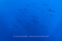 Hammerhead School, Galapagos