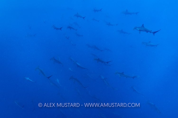Hammerhead School, Galapagos