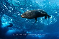 Galapagos Fur Seals, Galapagos